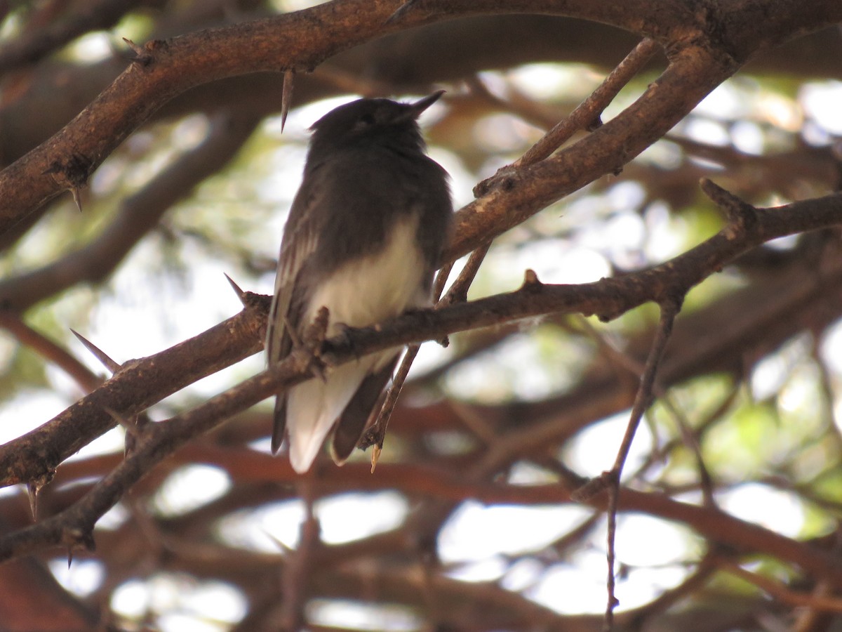 Black Phoebe - Anonymous