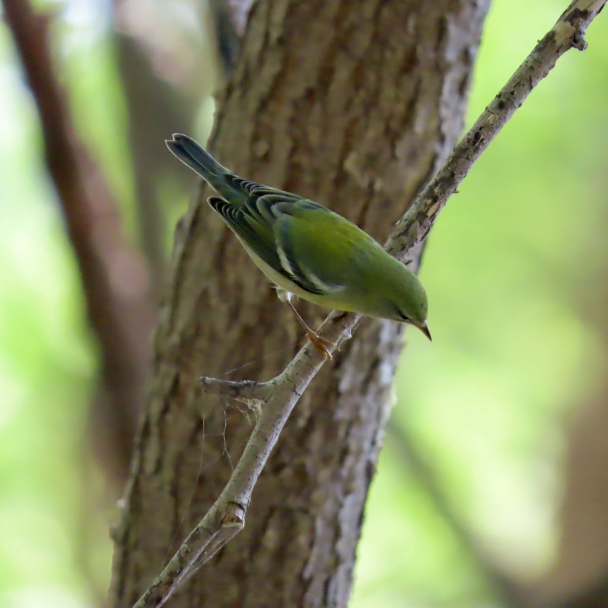 Northern Parula - ML623679477