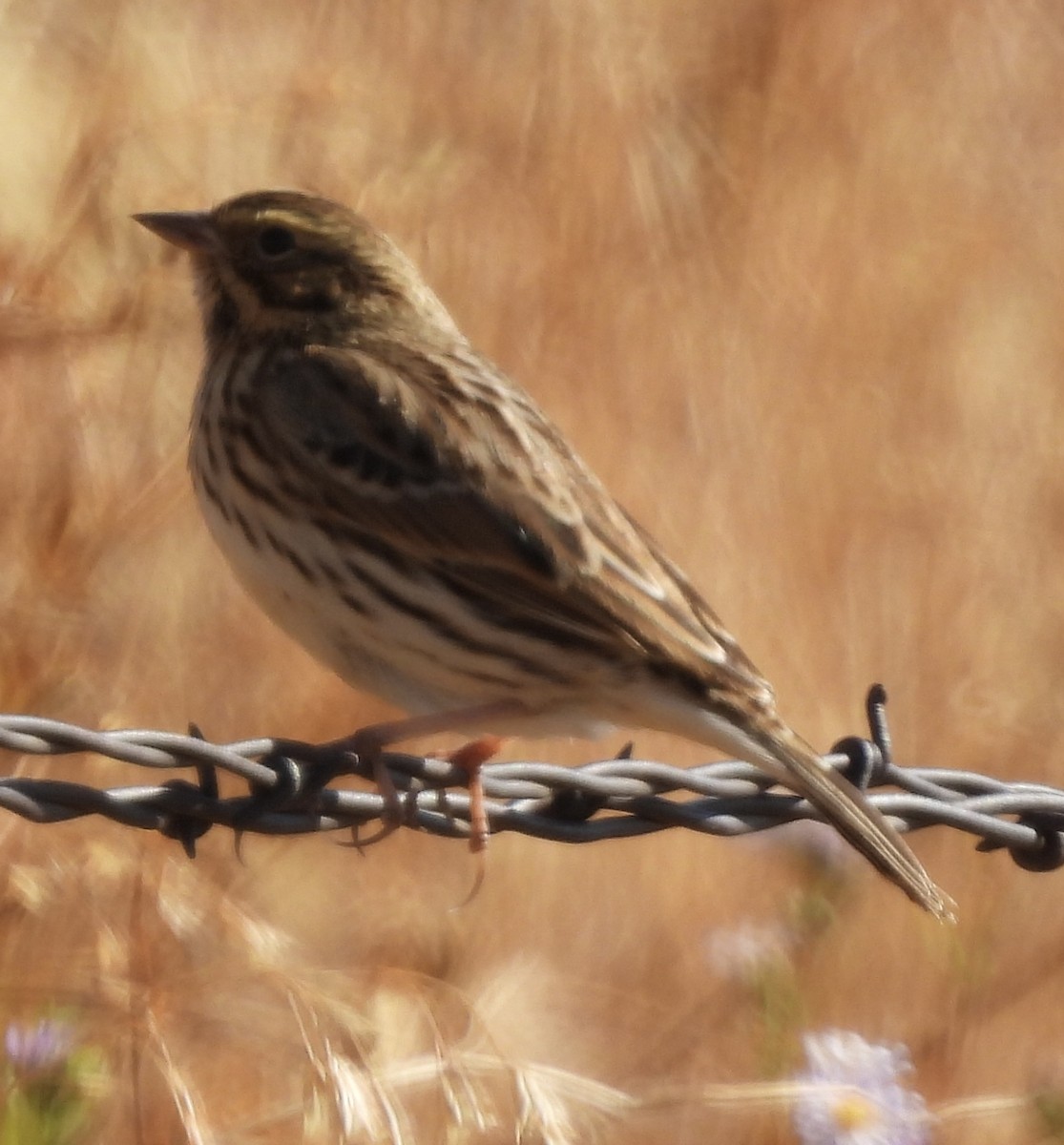 Savannah Sparrow - ML623679488