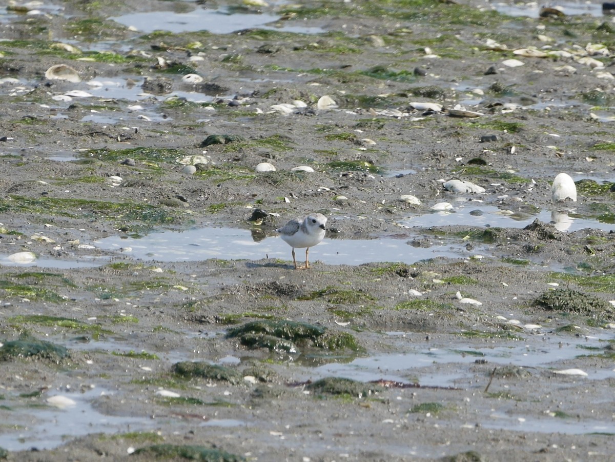 Piping Plover - ML623679513