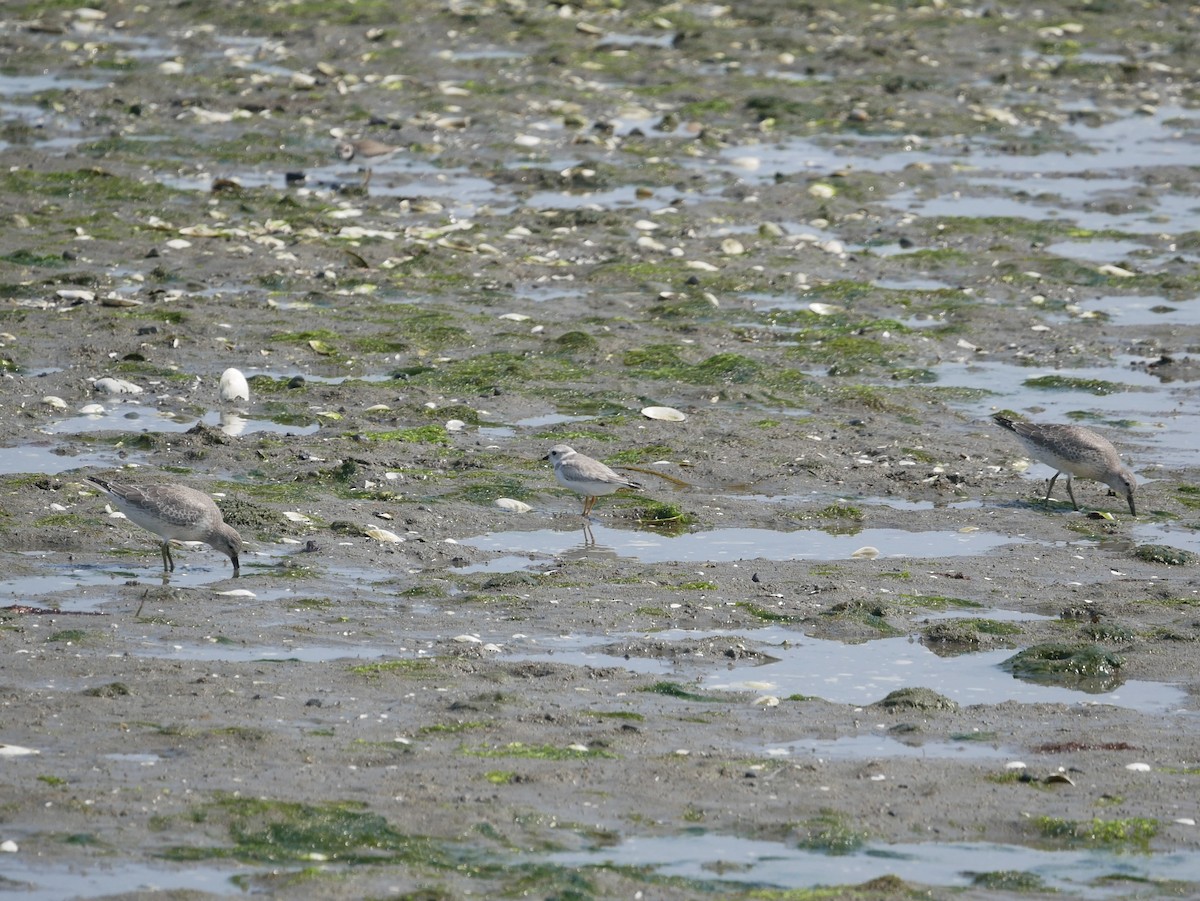 Piping Plover - ML623679514