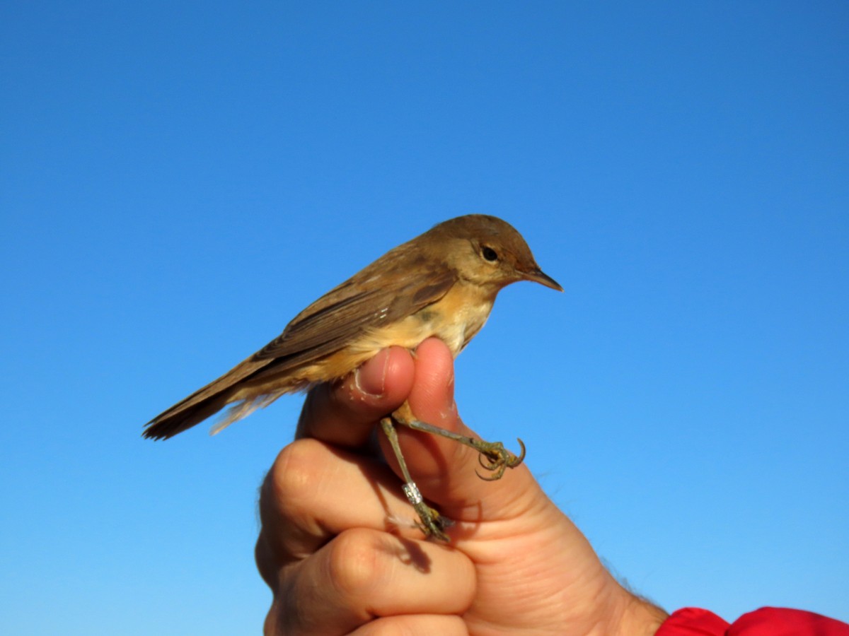 Common Reed Warbler - Francisco Javier Calvo lesmes