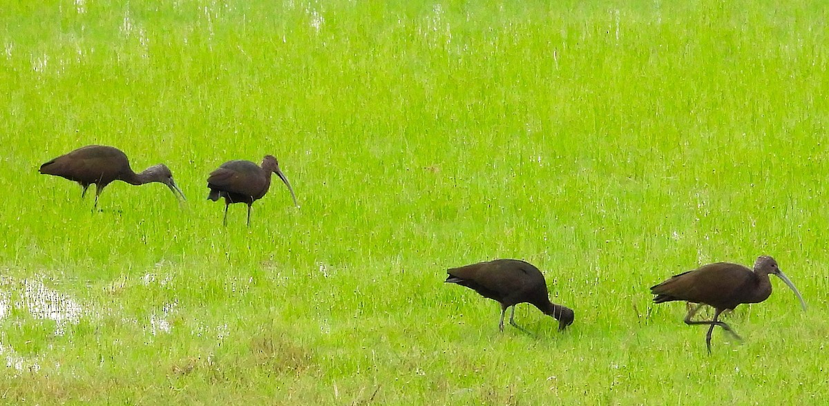 Ibis à face blanche - ML623679592