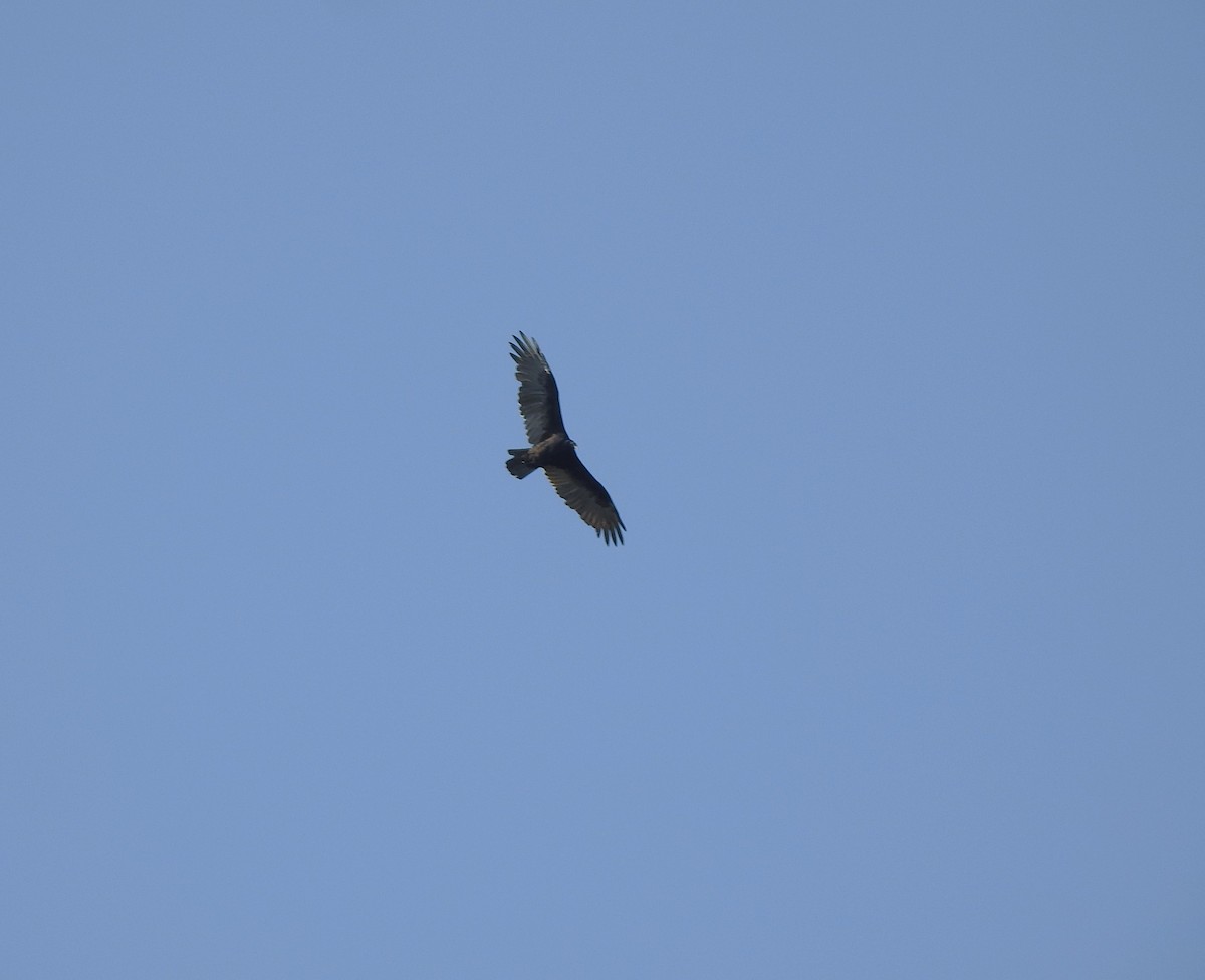 Turkey Vulture - ML623679600