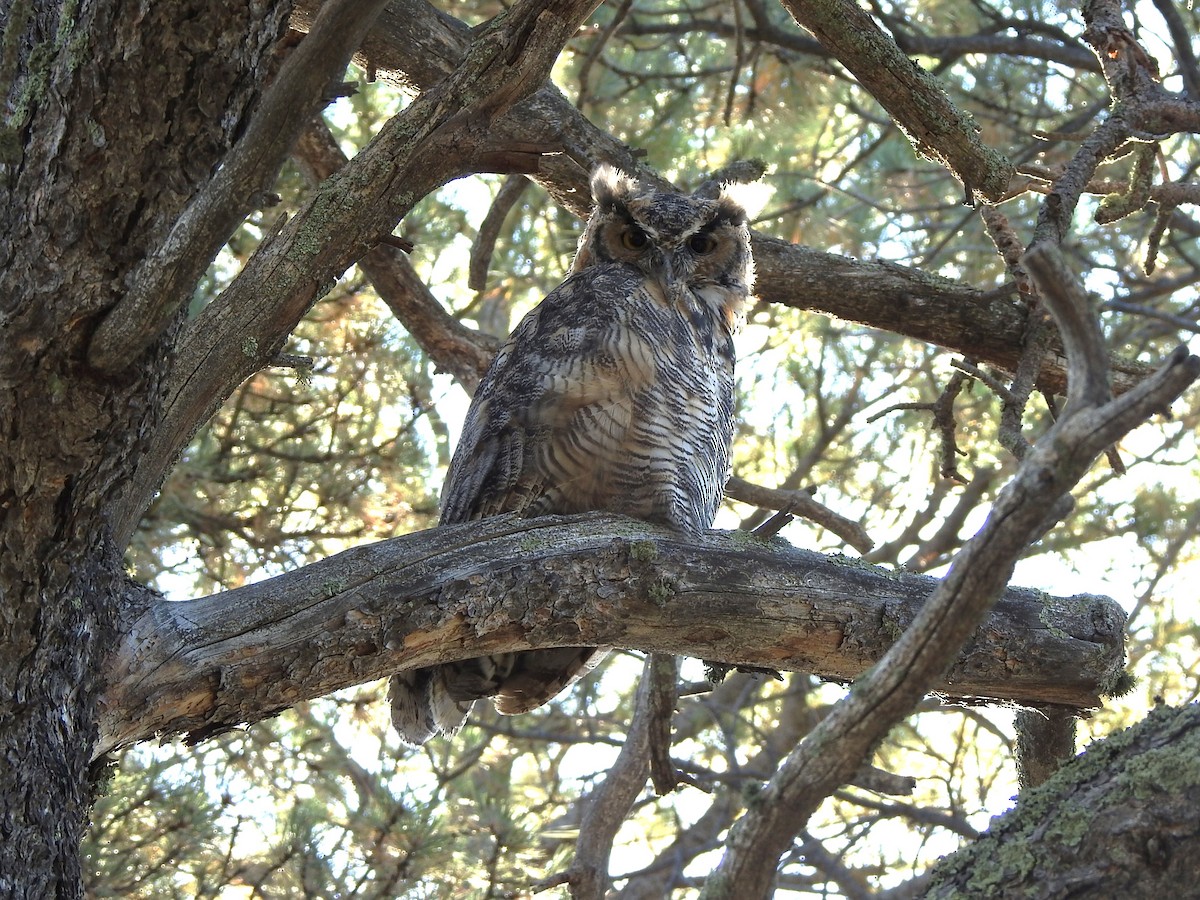 Great Horned Owl - ML623679609