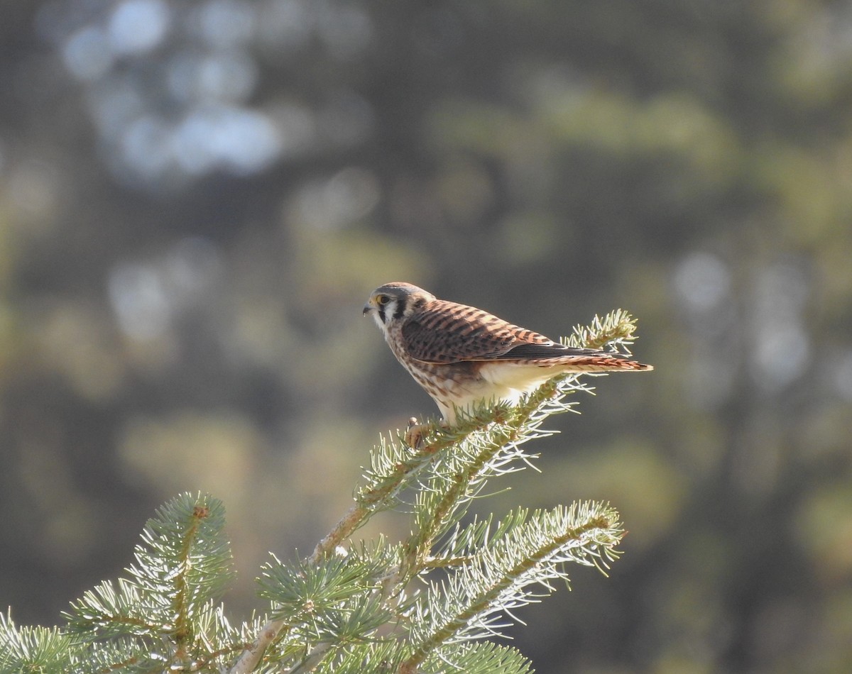 American Kestrel - ML623679625