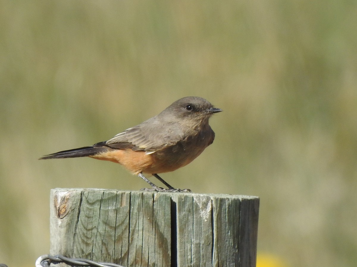 Say's Phoebe - ML623679643