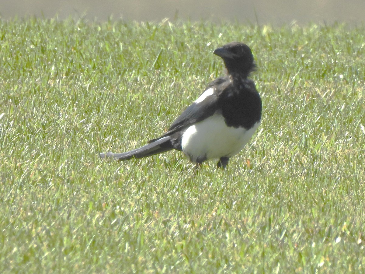 Black-billed Magpie - ML623679659