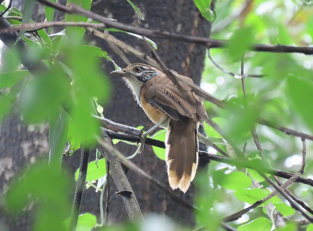 Greater Necklaced Laughingthrush - ML623679667