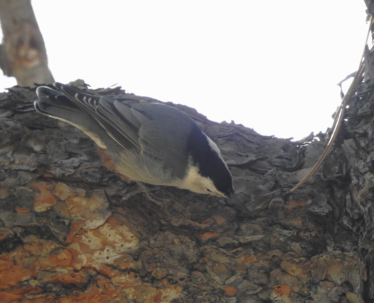 White-breasted Nuthatch (Interior West) - ML623679669