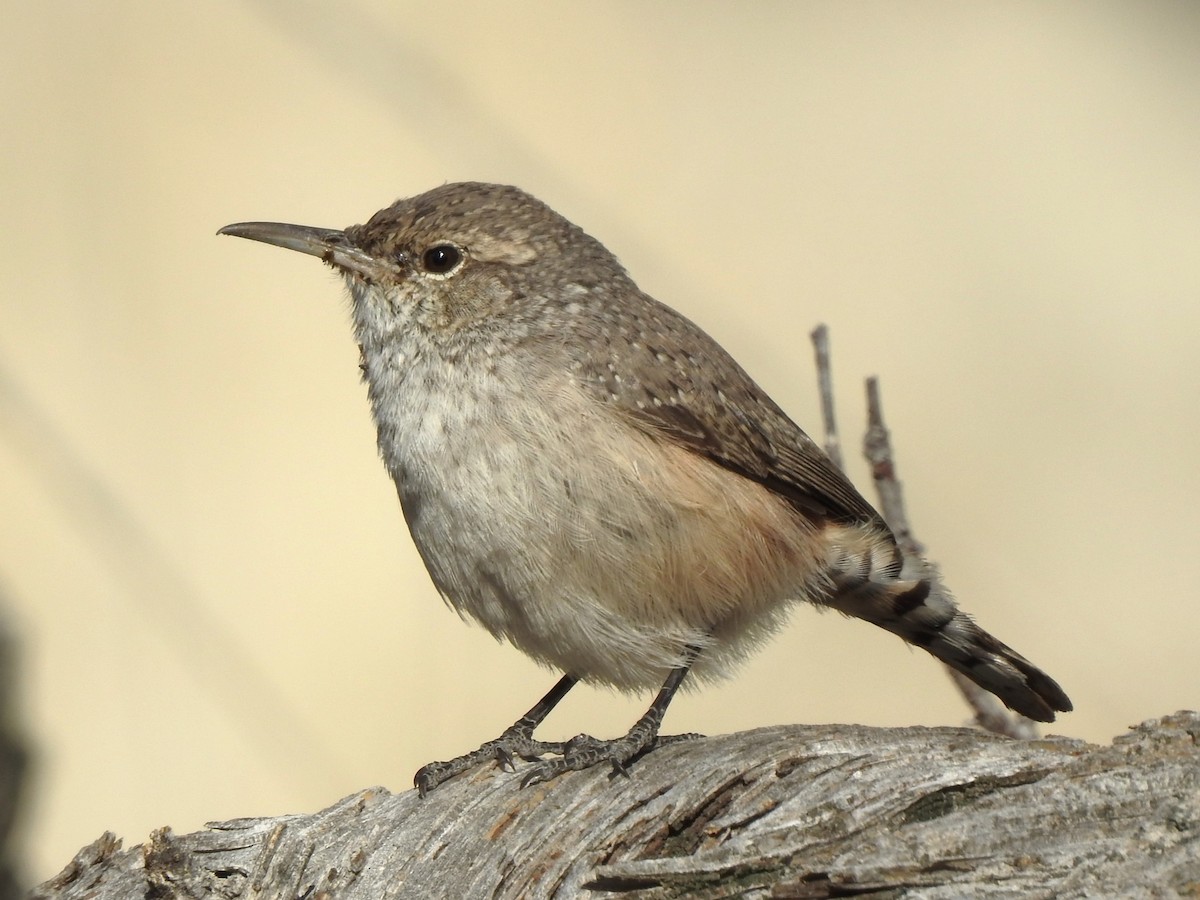 Rock Wren - ML623679672