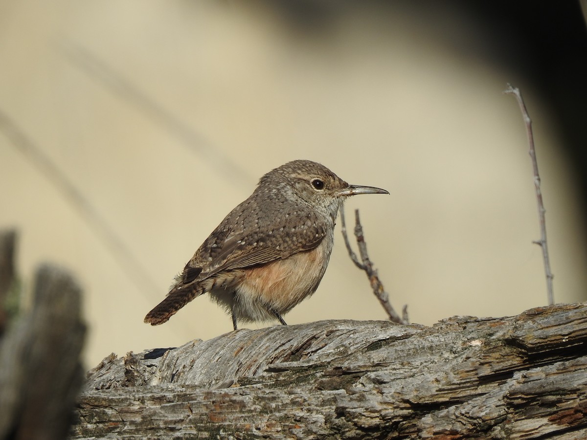 Rock Wren - ML623679699