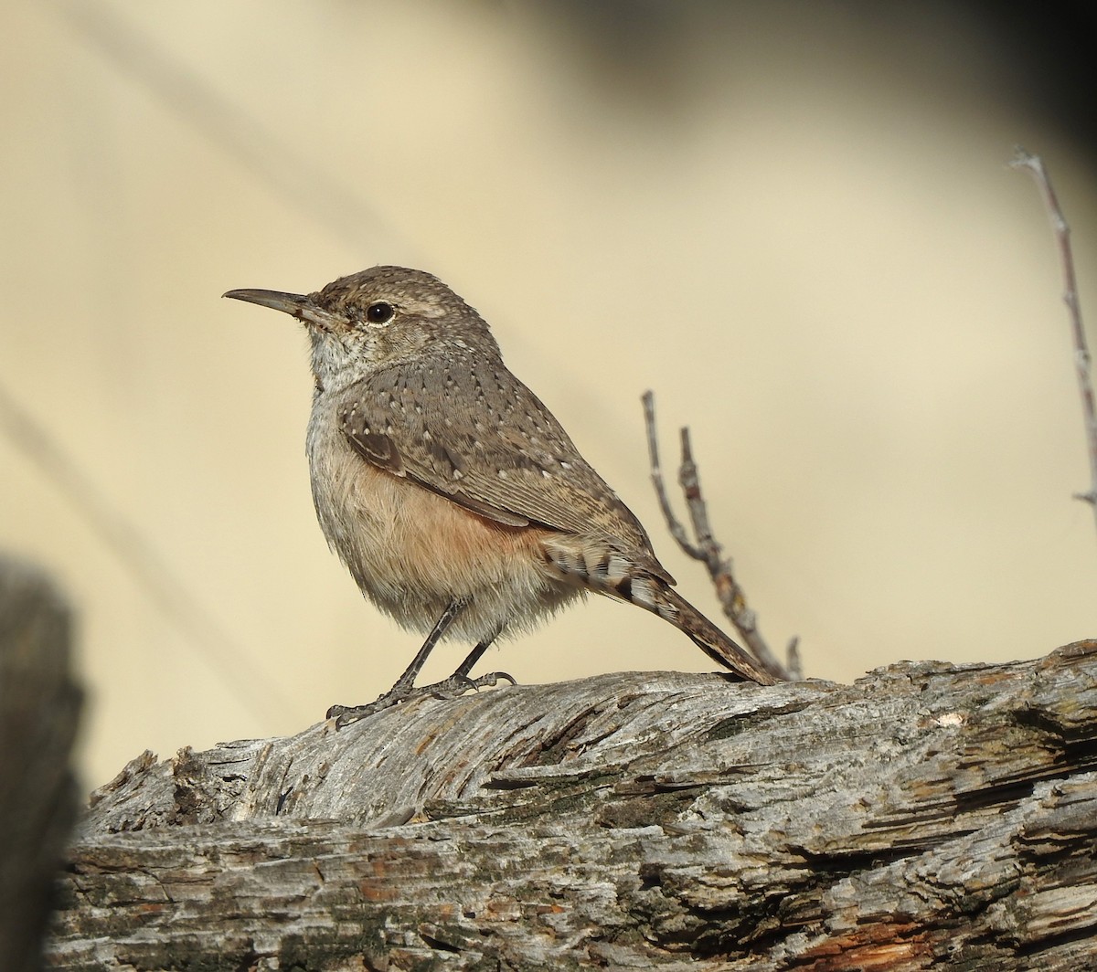 Rock Wren - ML623679707