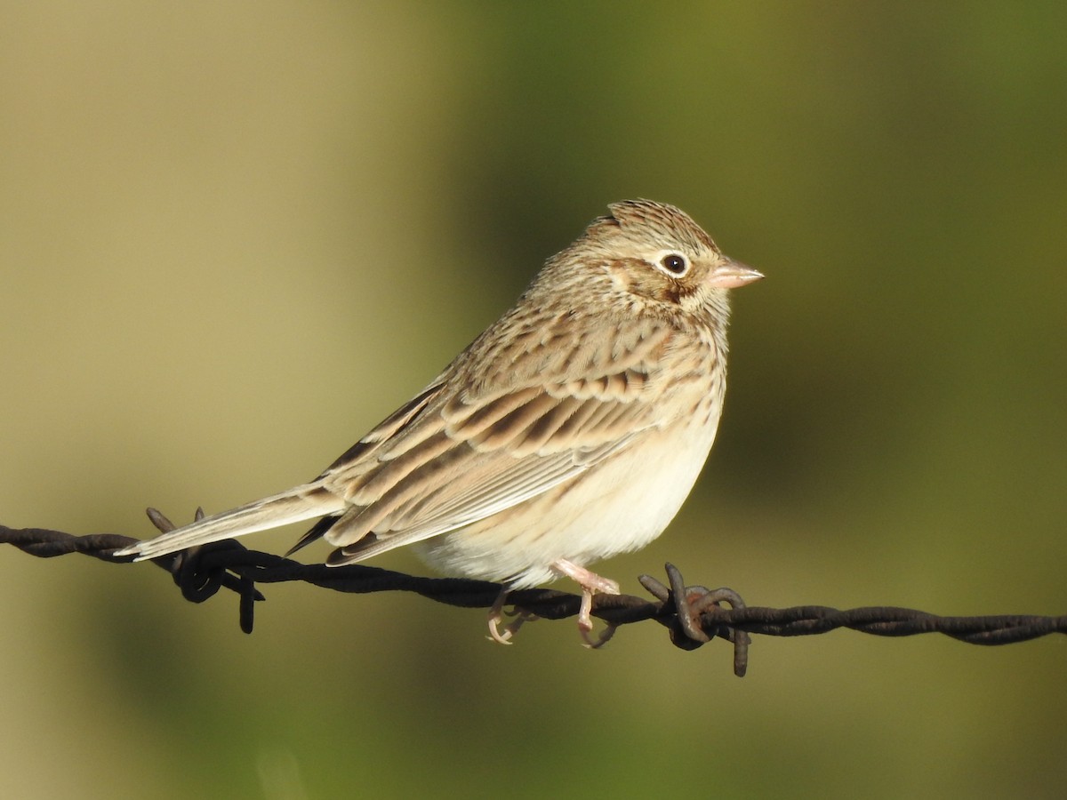 Vesper Sparrow - ML623679735