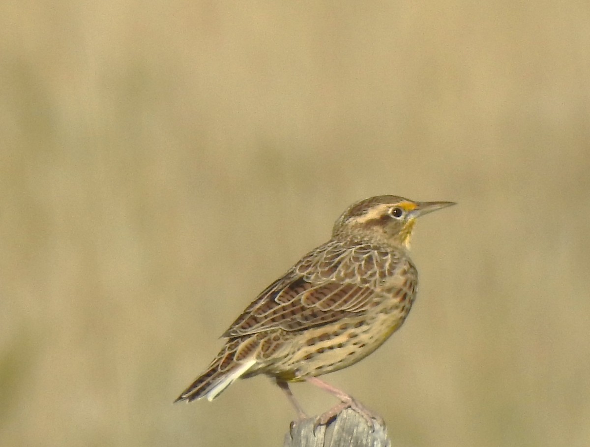 Western Meadowlark - ML623679746