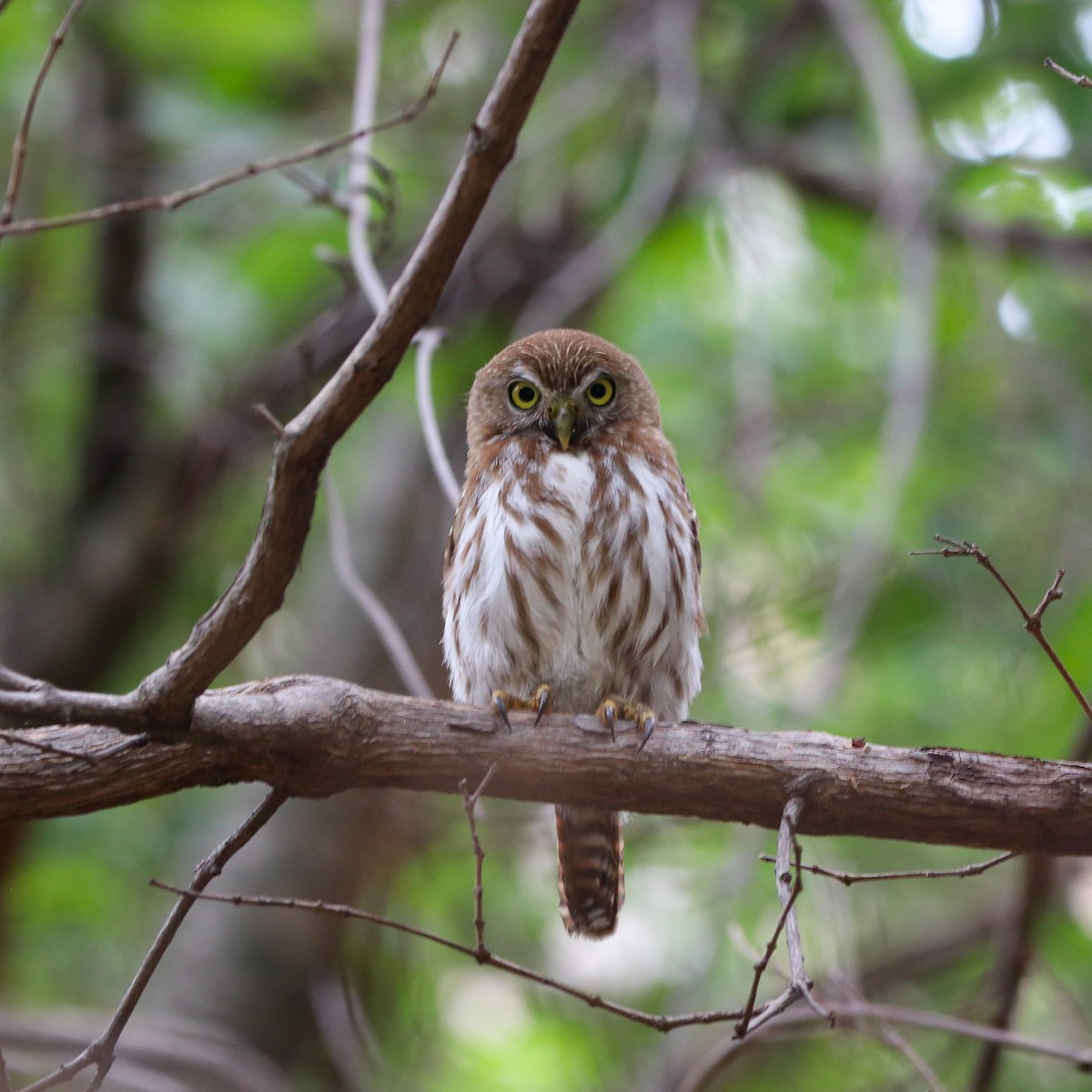 Ferruginous Pygmy-Owl - ML623679748