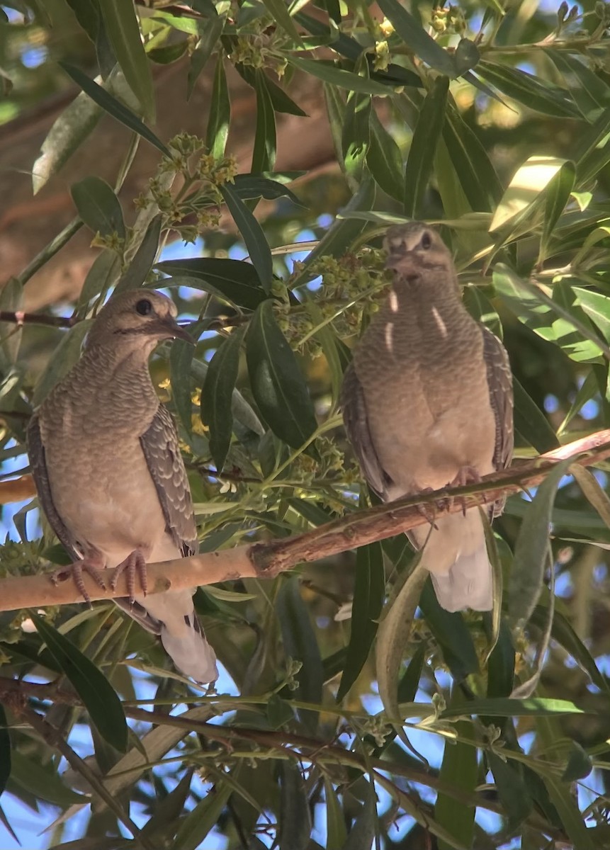 Mourning Dove - ML623679755