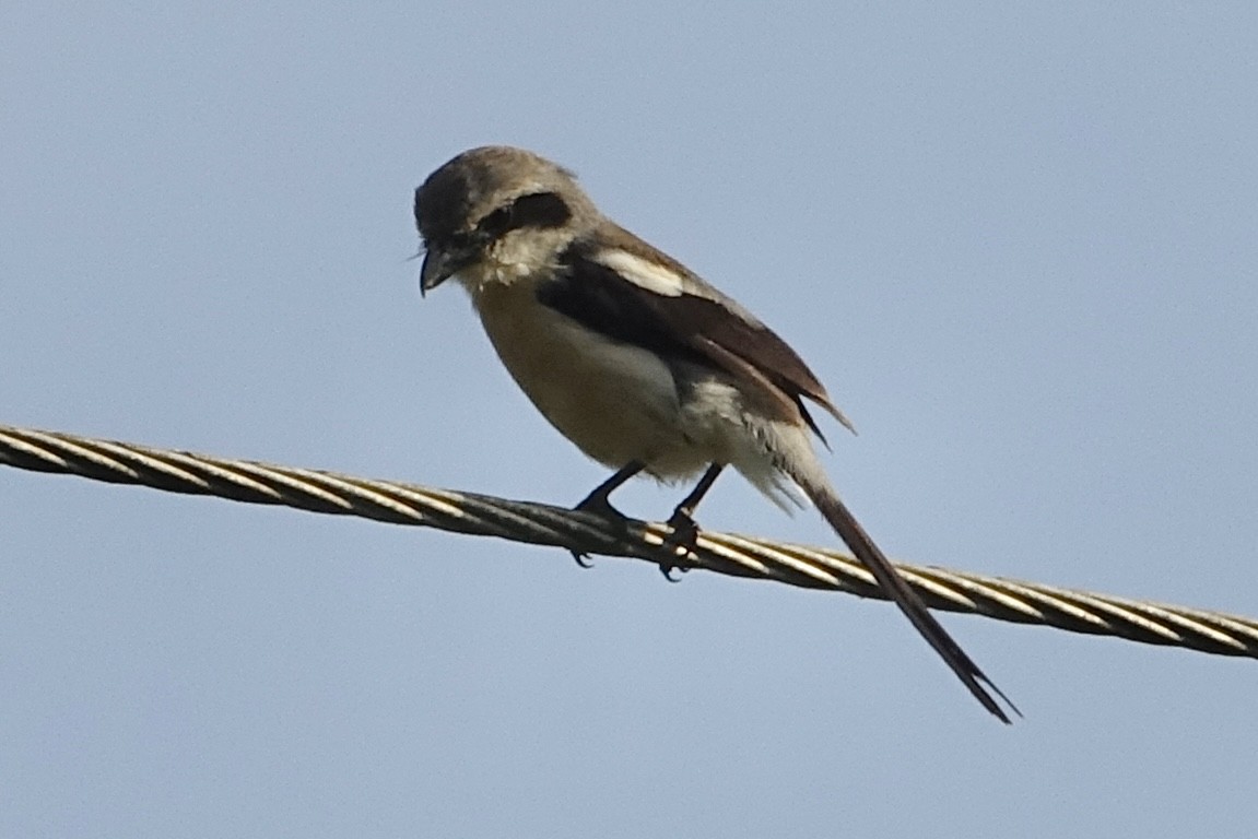 Mackinnon's Shrike - ML623679808