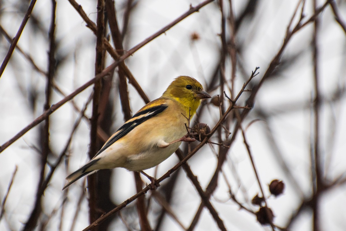 American Goldfinch - ML623679811