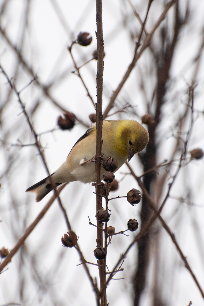 American Goldfinch - ML623679812