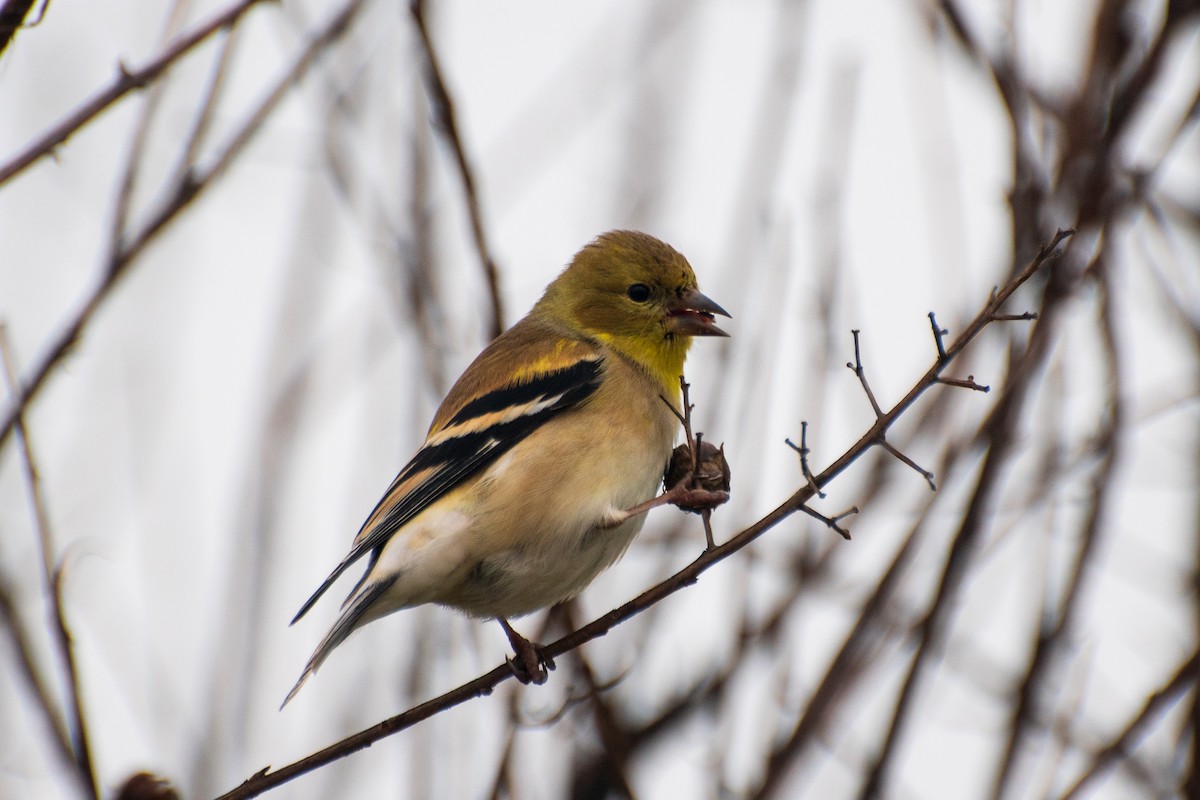 American Goldfinch - ML623679813