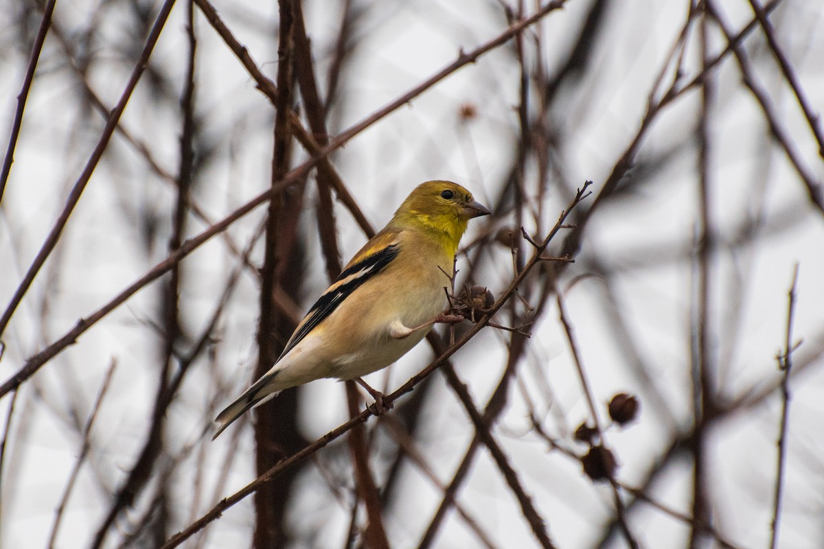 American Goldfinch - ML623679814