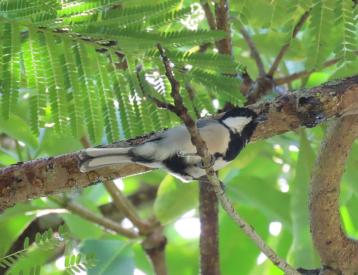 Japanese Tit - ML623679838