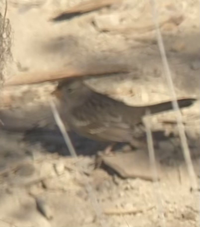 White-crowned Sparrow (Gambel's) - ML623679853