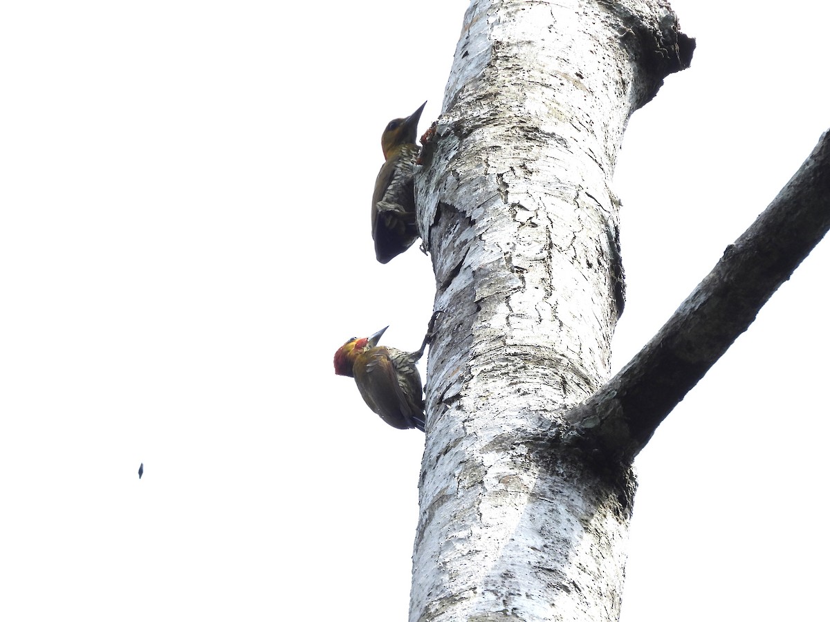 White-throated Woodpecker - ML623679888