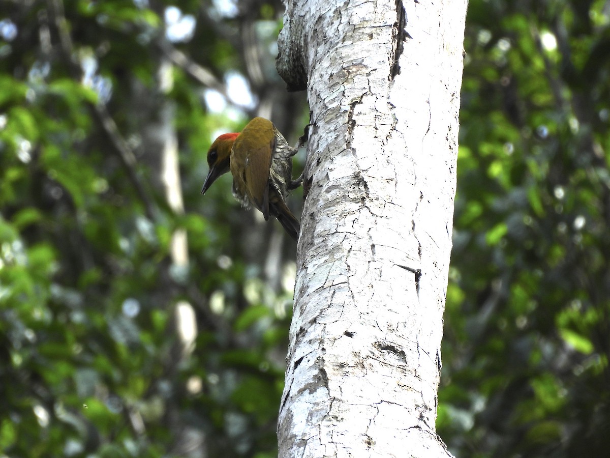 White-throated Woodpecker - Bev Agler