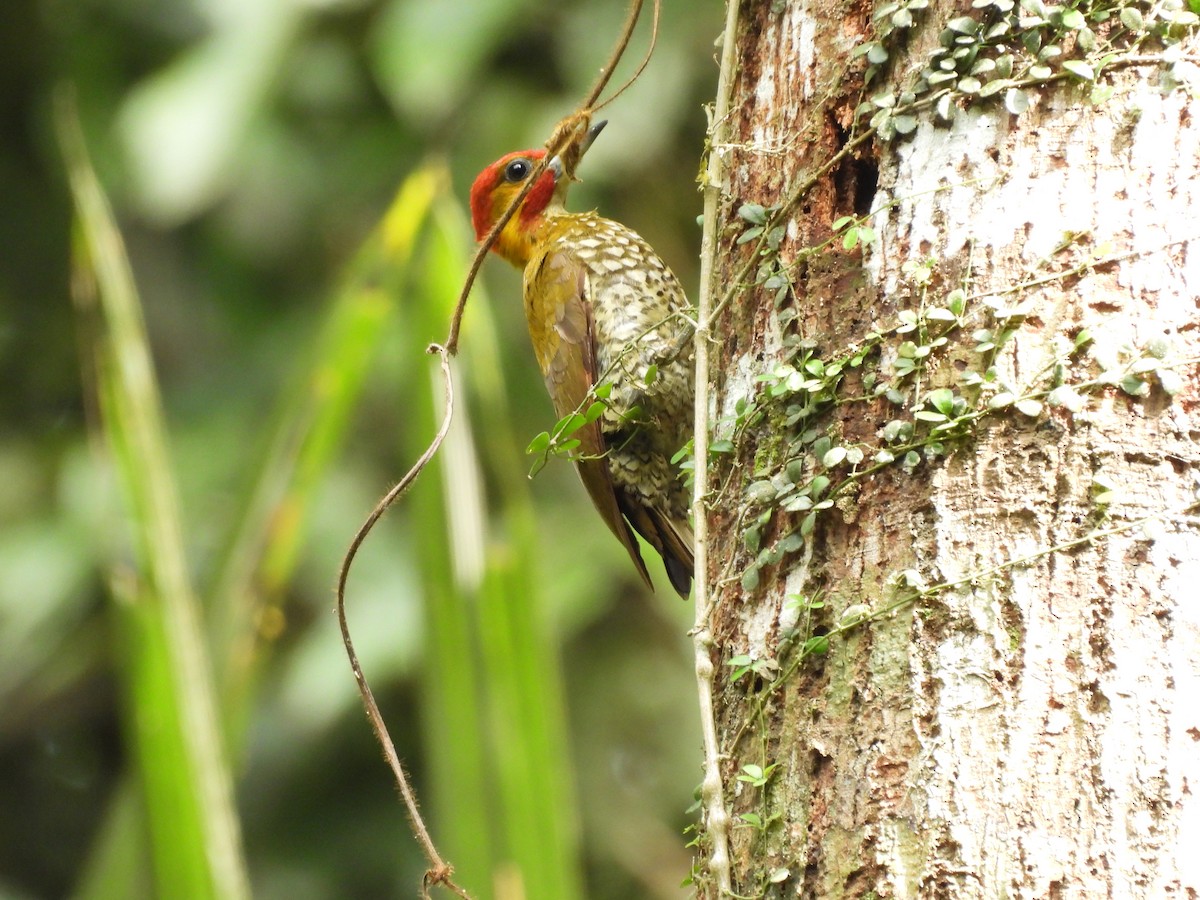 White-throated Woodpecker - ML623679891