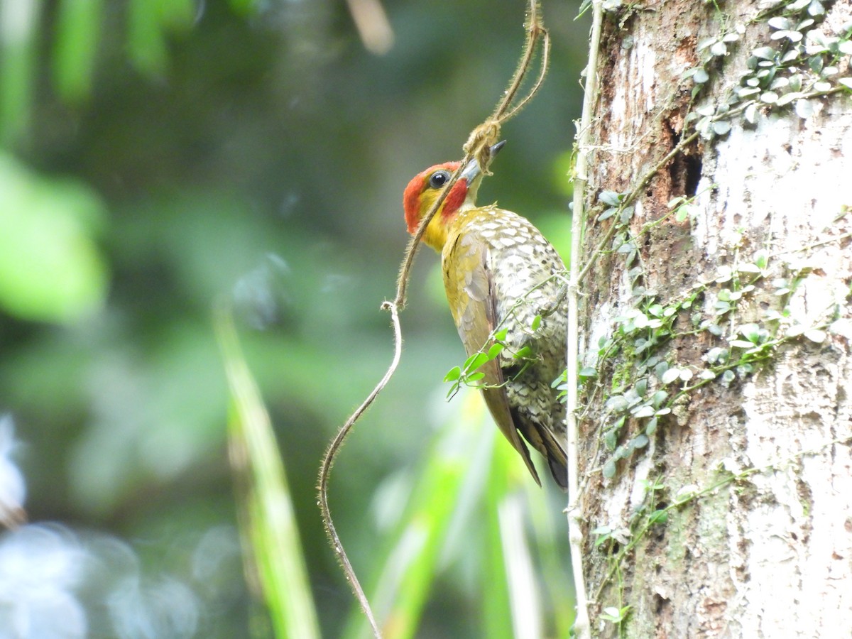 White-throated Woodpecker - ML623679892