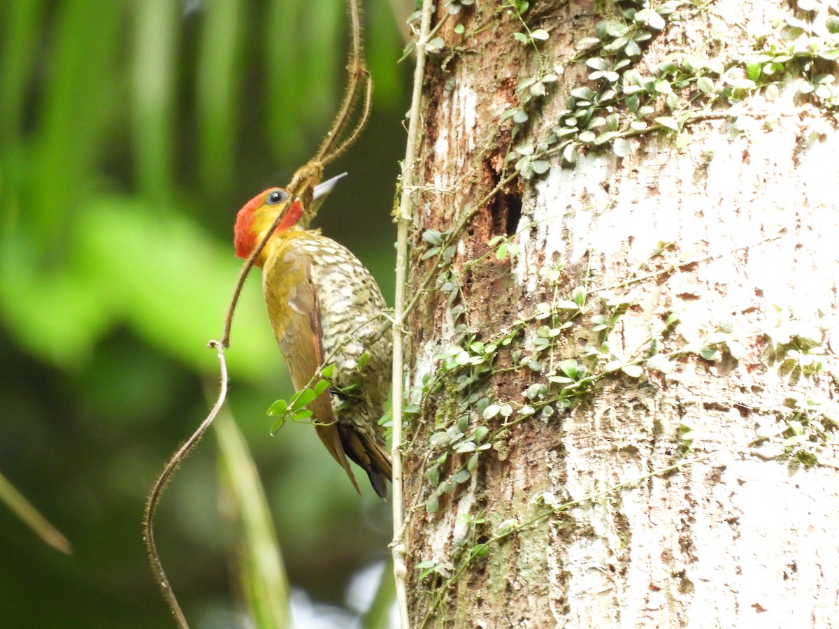 White-throated Woodpecker - ML623679893