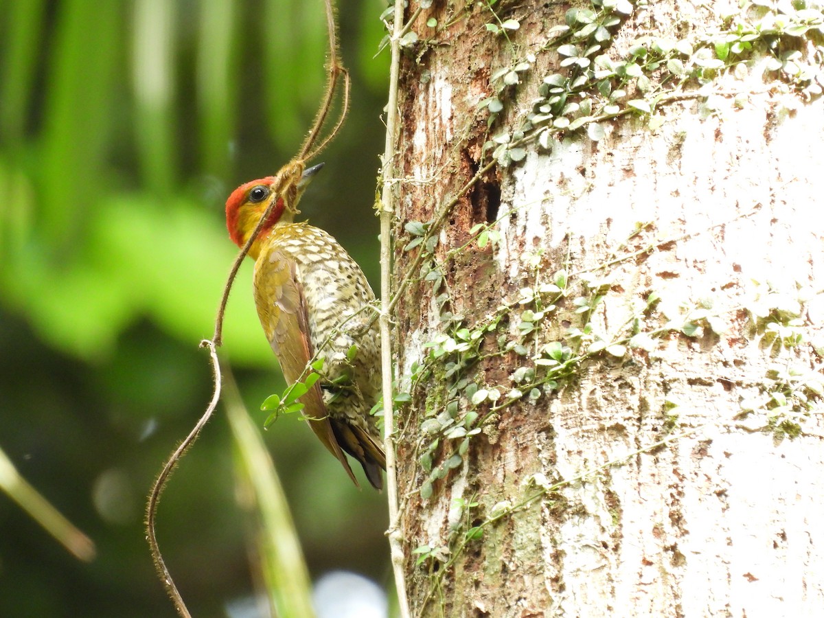 White-throated Woodpecker - ML623679894