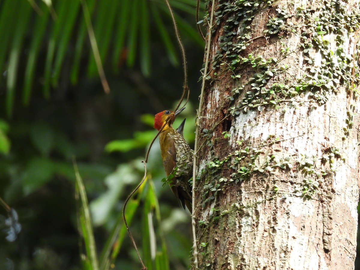 White-throated Woodpecker - Bev Agler