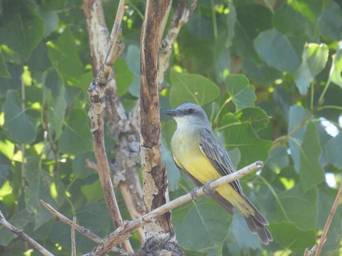 Tropical Kingbird - Chris Parsons