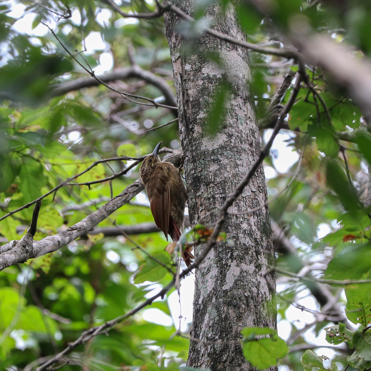 Planalto Woodcreeper - ML623679907