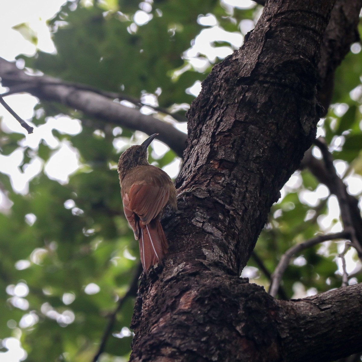 Planalto Woodcreeper - ML623679908