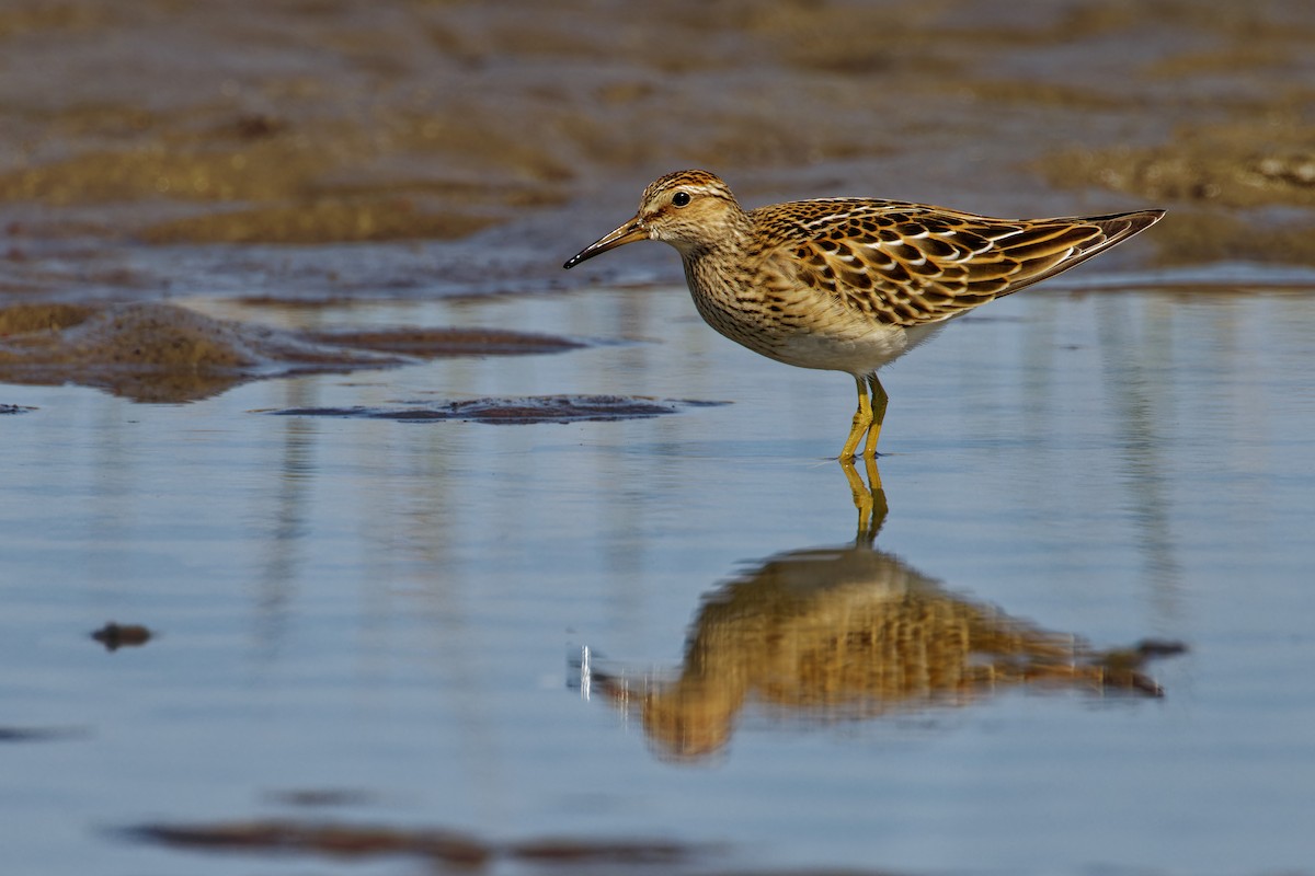 Pectoral Sandpiper - ML623679942