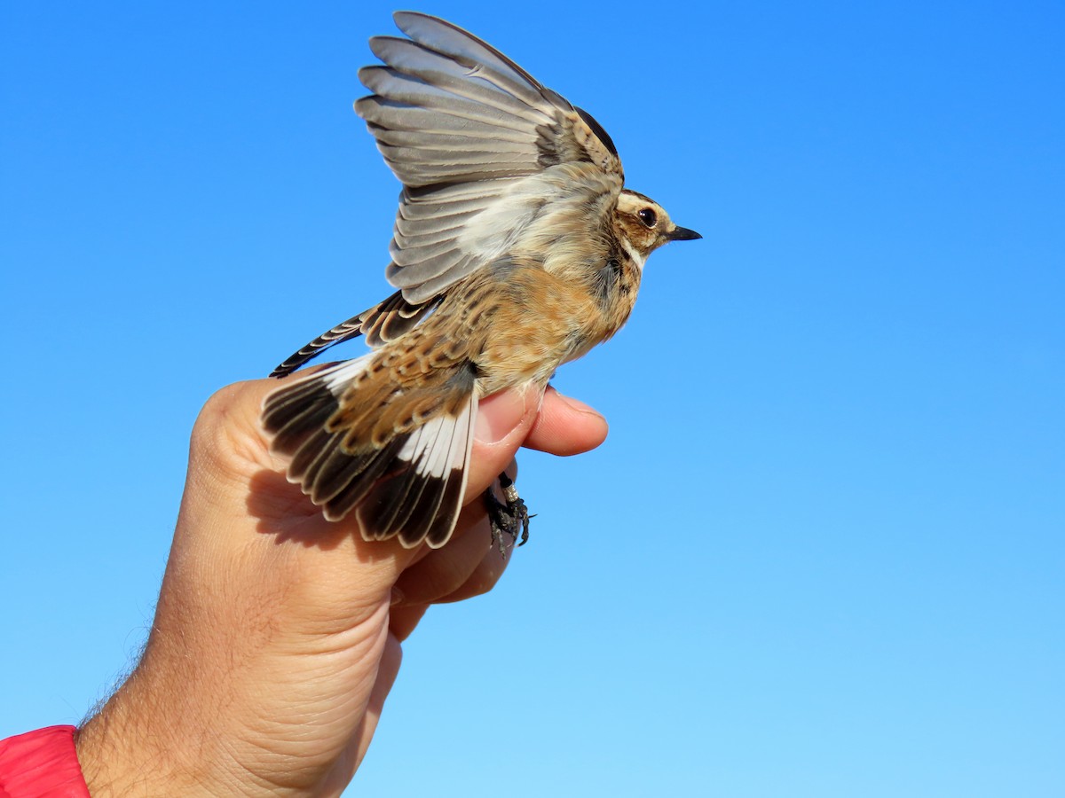 Whinchat - Francisco Javier Calvo lesmes