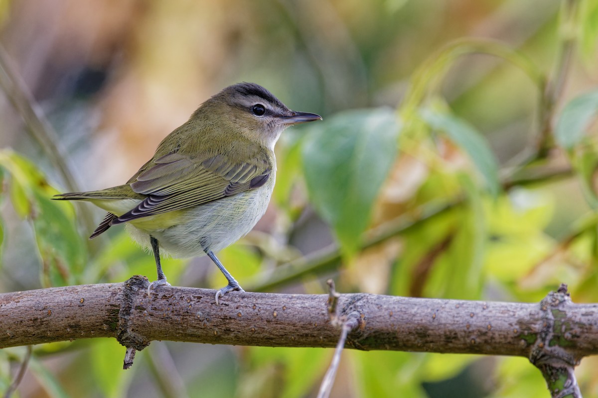 Red-eyed Vireo - ML623679978