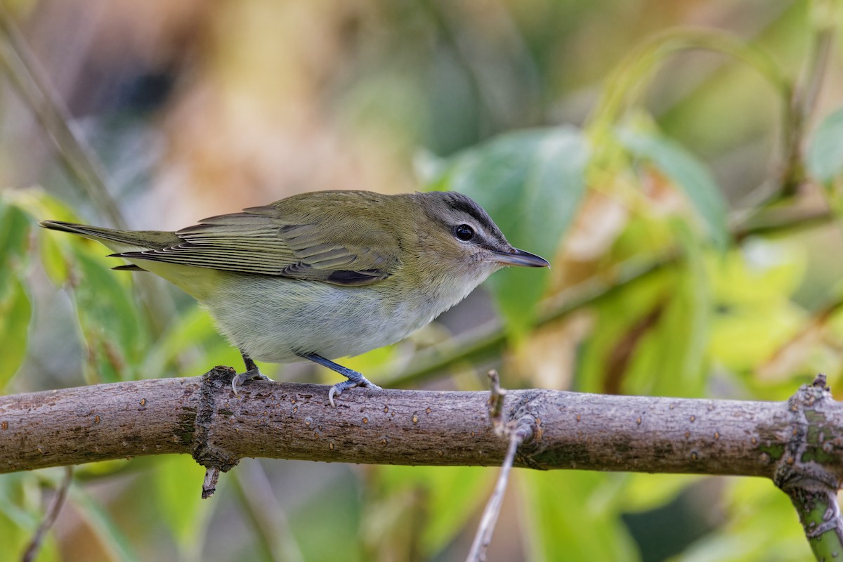 Red-eyed Vireo - ML623679979