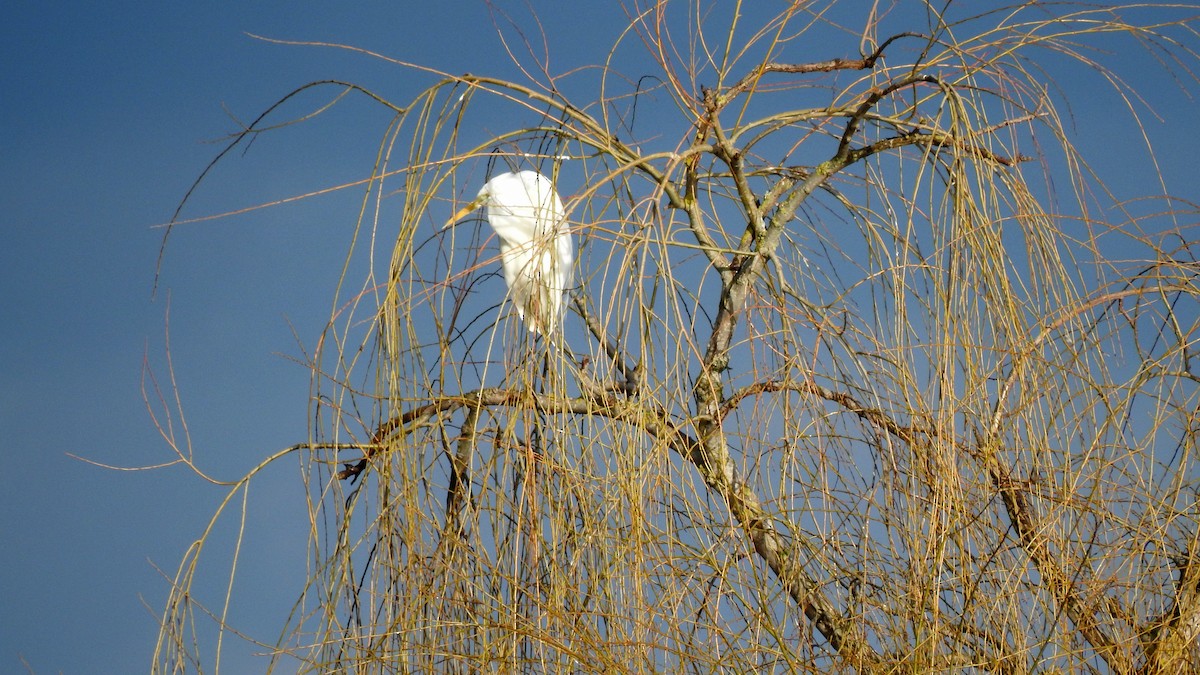 Great Egret - ML623679999