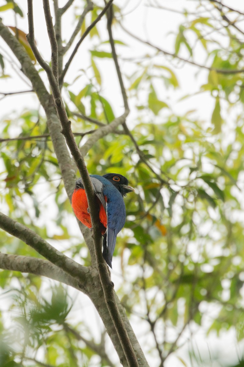 Surucua Trogon - ML623680005