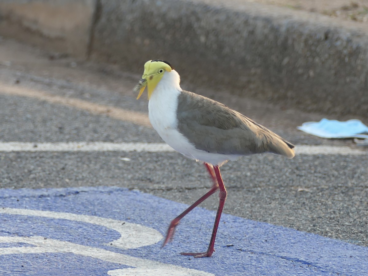 Masked Lapwing - ML623680009