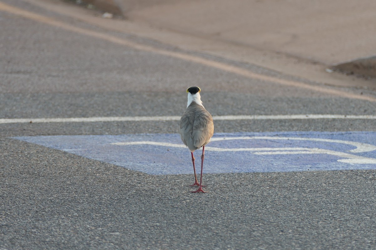 Masked Lapwing - ML623680010