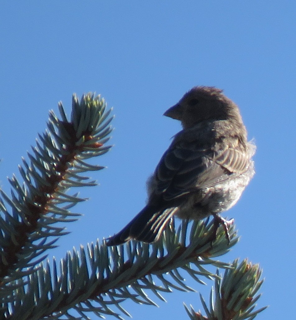 House Finch - ML623680016