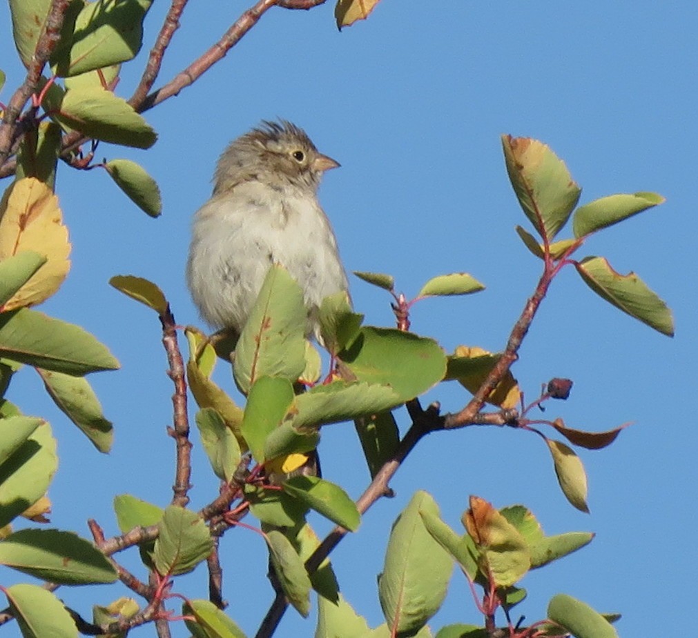 Brewer's Sparrow - ML623680028