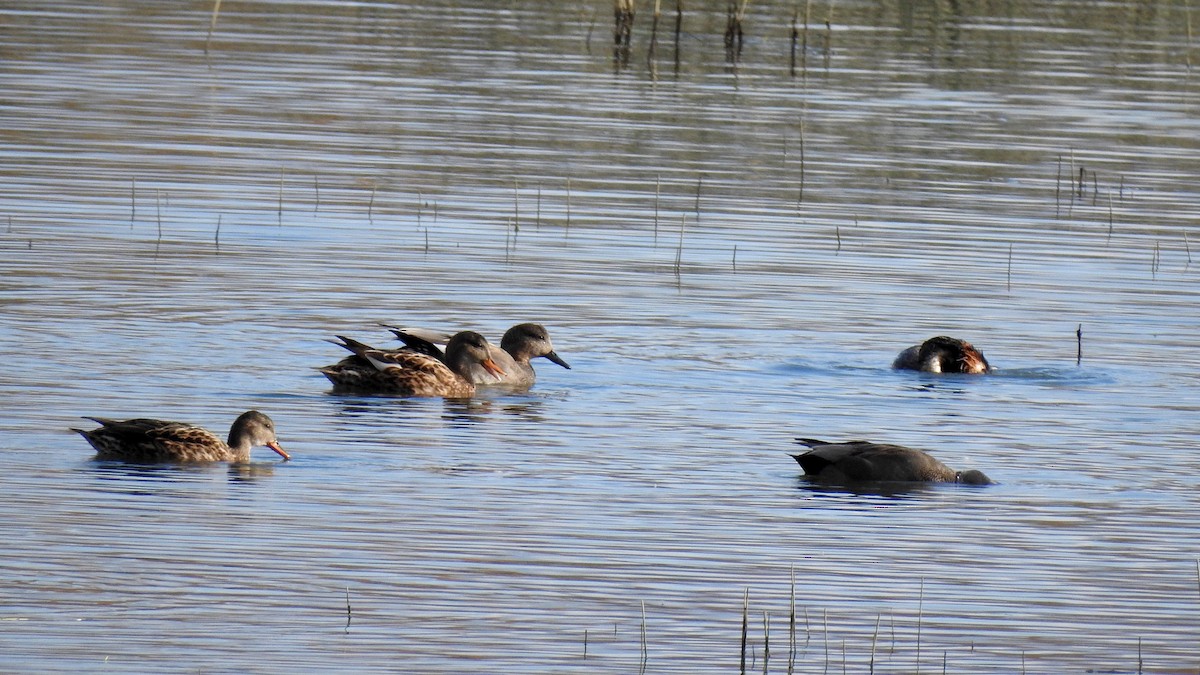 Gadwall - ML623680087