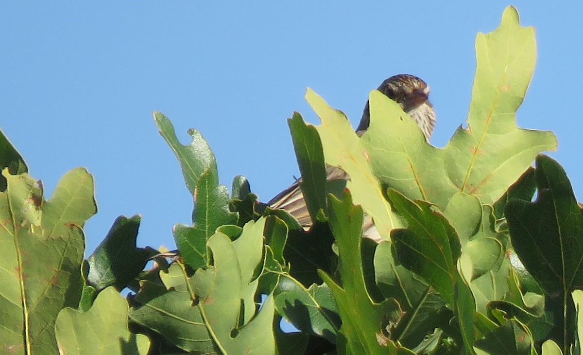 Vesper Sparrow - ML623680098